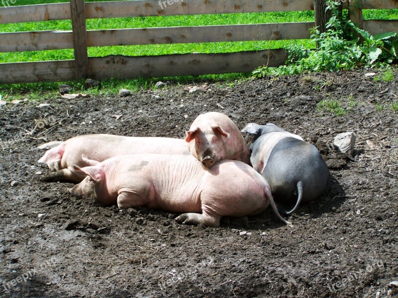 Piglets Pigs Rest Farm Rural Landscape