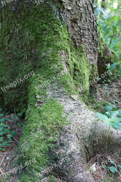 Forest Tree Nature Green Tribe