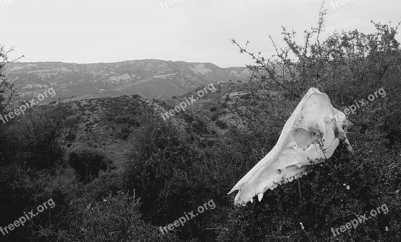 Black And White Desert Skull Skeleton Dry