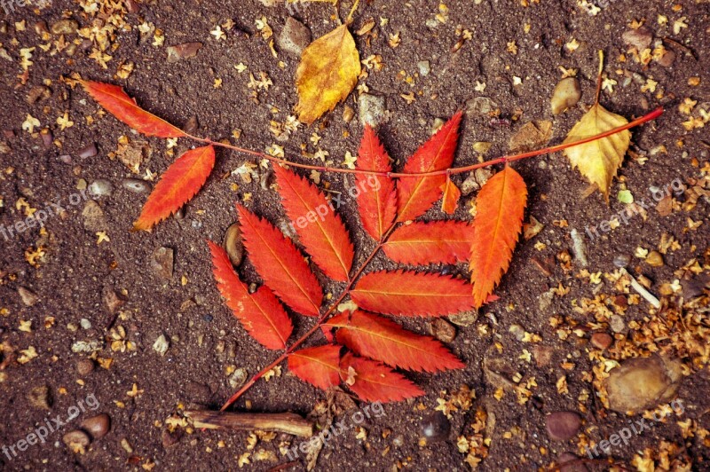 Autumn Listopad Leaves Sheet Orange