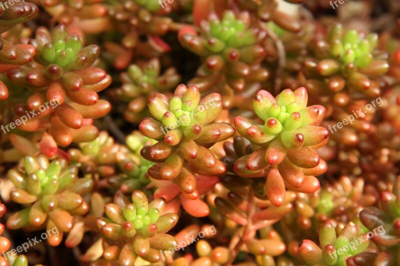 Succulents Sedum Rubrotinctum Stonecrop Stonecrop Family Free Photos