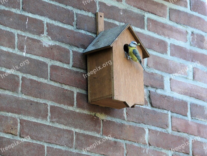 Blue Tit Hatch Birdhouse Bird Bird House