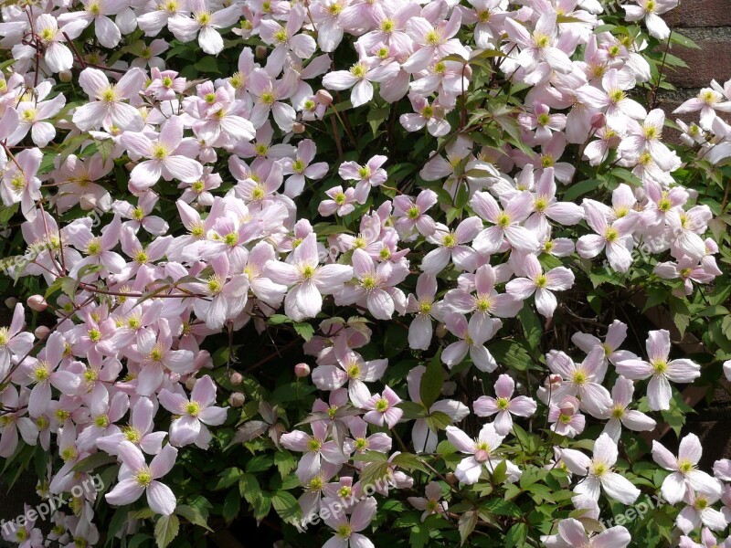 Clematis Plant Garden Plant Flowering Rose