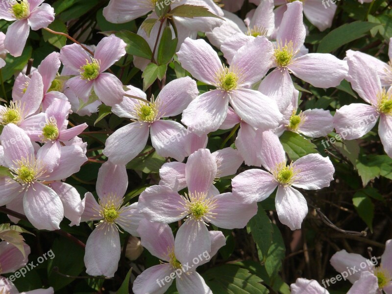 Clematis Plant Garden Plant Flowering Rose