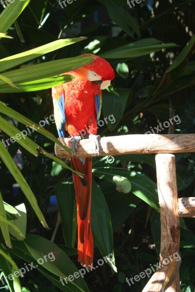 Parrot Red Leaves Summer Bright