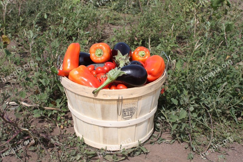 Harvest Tomatoes Eggplant Nature Plant