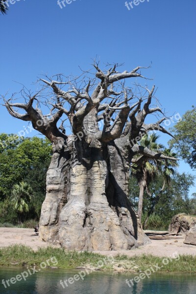 Baobab Tree Sky Landscape Branch