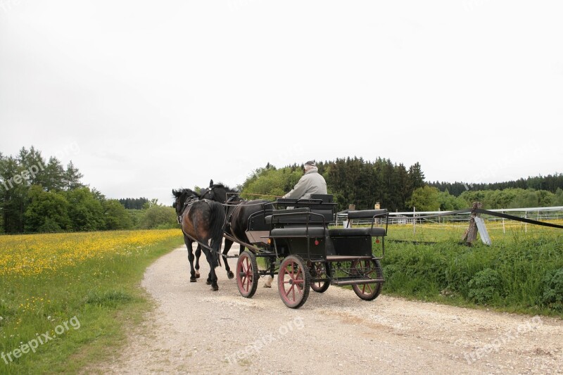 Coach Horse Drawn Carriage Team Horses Spokes