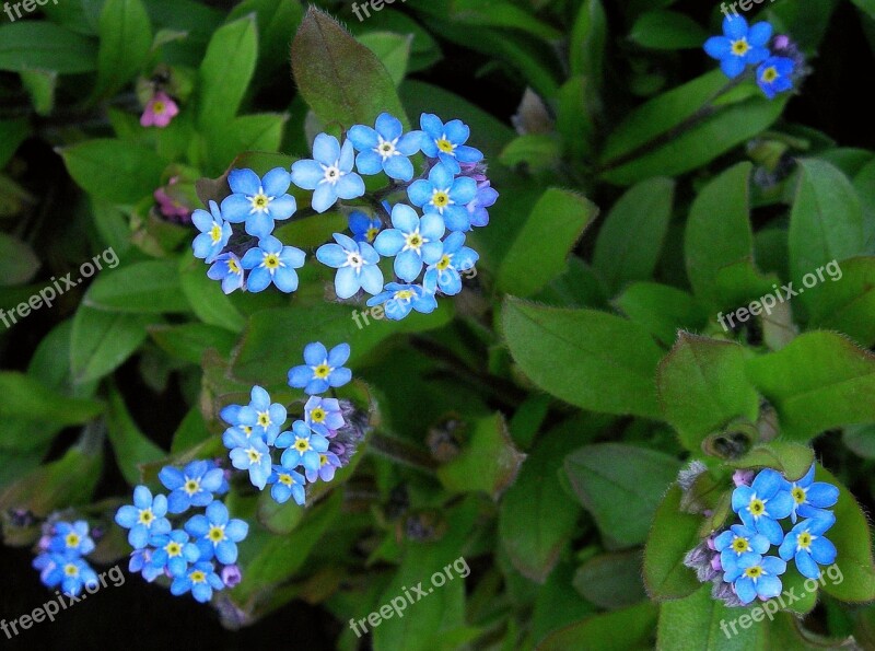 Blue Flowers Petals Meadow Leaves Centaurea Cyanus