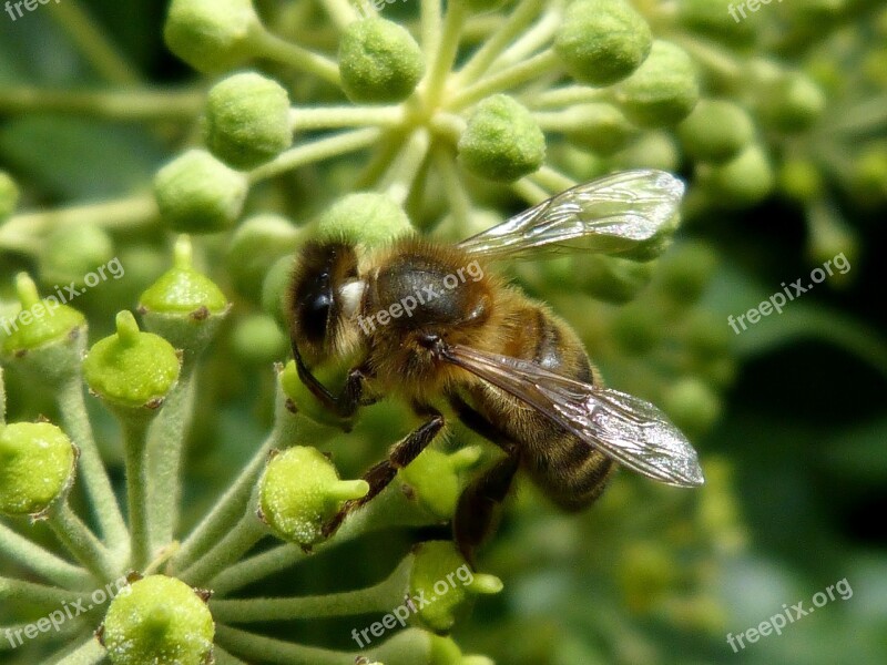 Bee Libar Flower Green Sucking