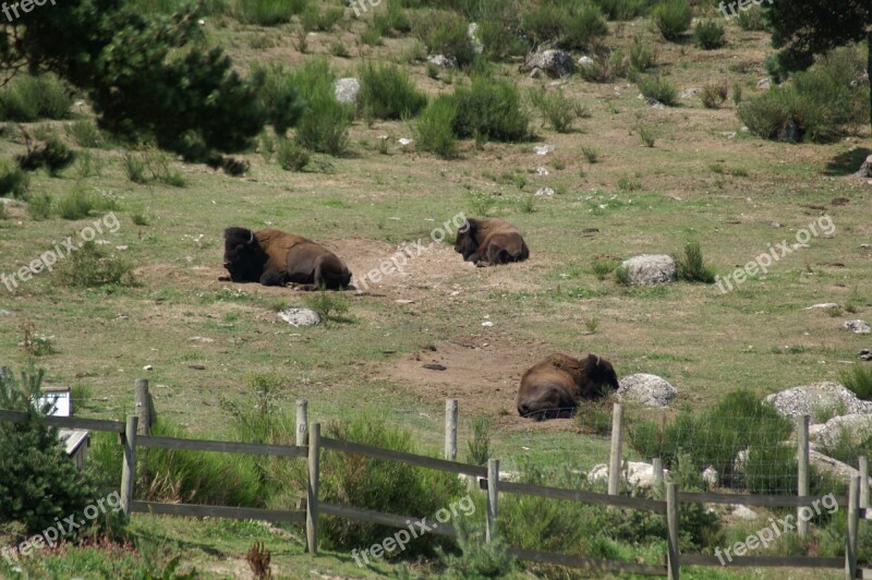 Bison Wild Bison Reserve Animals Rest Margeride