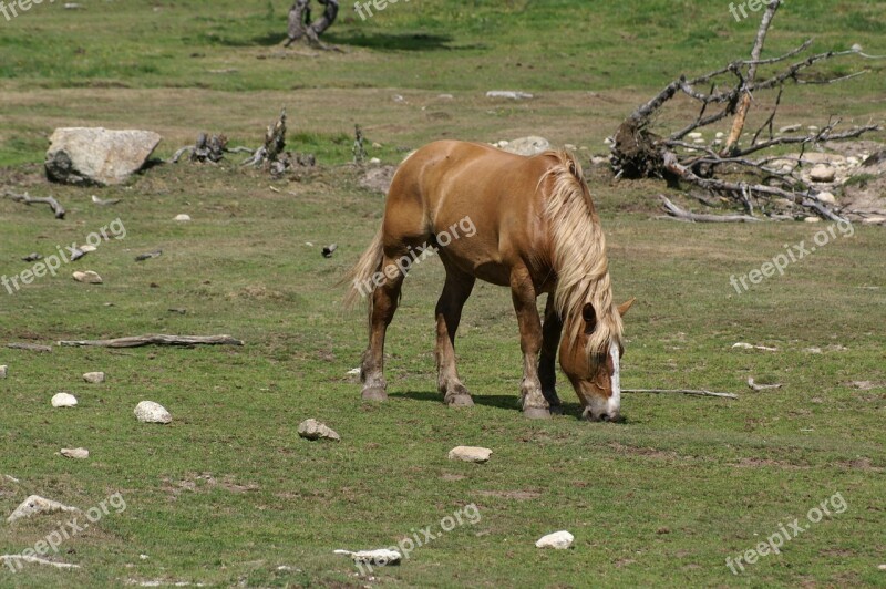 Horse Pasture Field France Grass