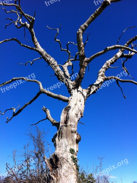 Tree Sky Nature Landscape Blue