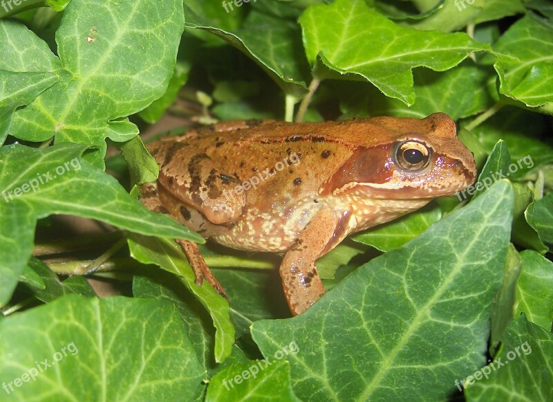 Toad Frog Amphibians Nature Creature