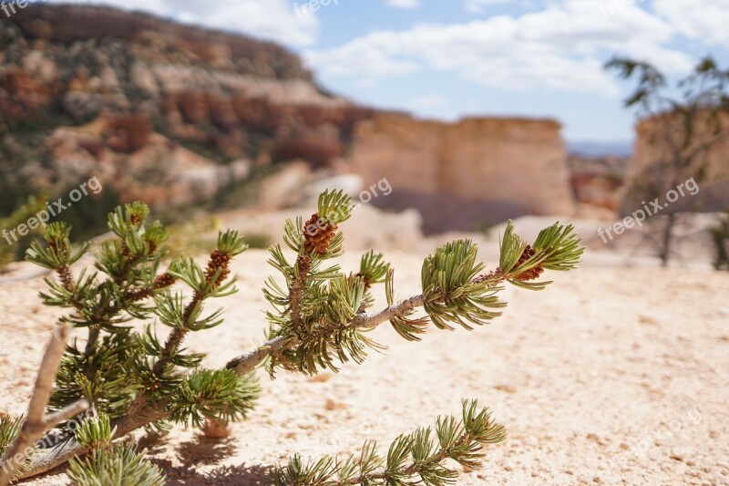 Bryce Canyon Utah National Park Nature Tree