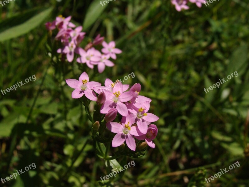 Flower Centaurium Eryhraea Herbal Free Photos