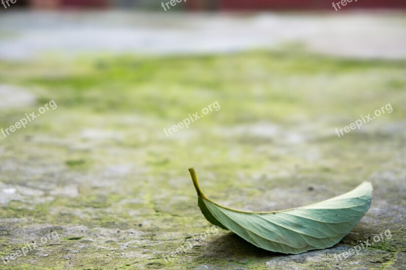 Leaf Tree Leaf Autumn Green Leaf Path