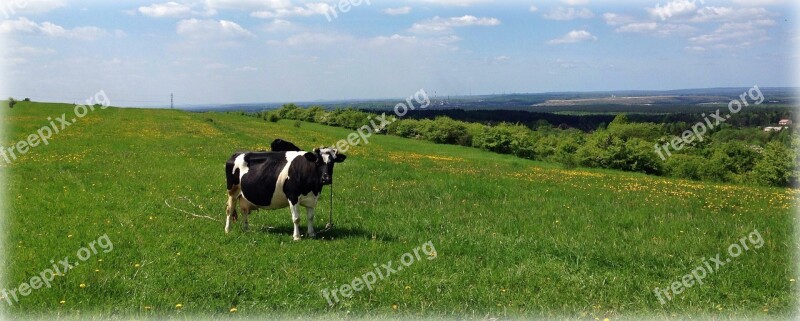 Olkusz Poland Cow Meadow Landscape