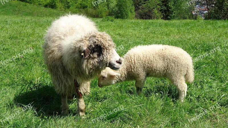 Pieniny Poland Mountains Sheep Malopolska