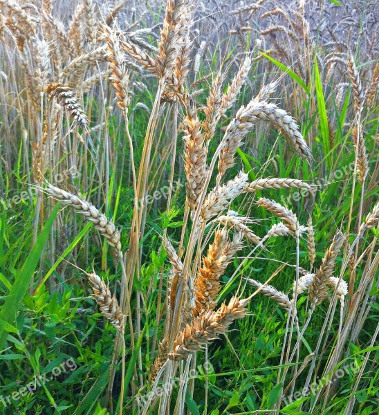 Grass Halme Blades Of Grass Nature Close Up