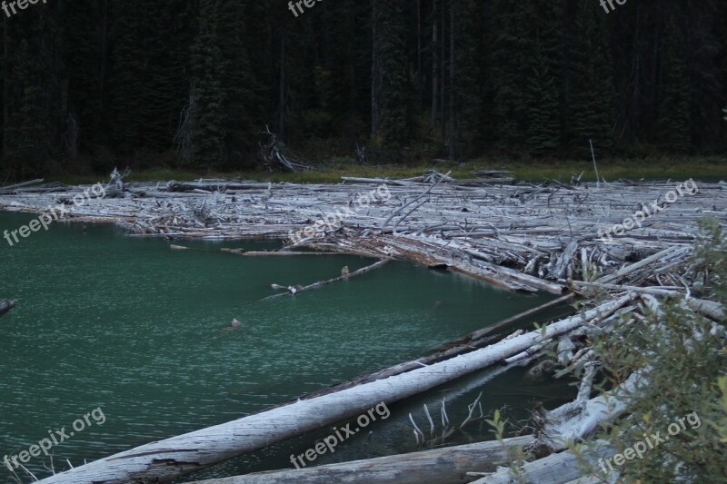 Water Lake Logs Beaver Dam Free Photos