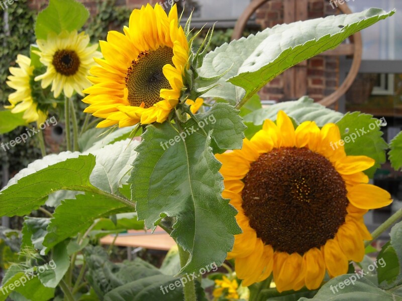 Sunflowers Yellow Flowers Nature Flowers Bloom