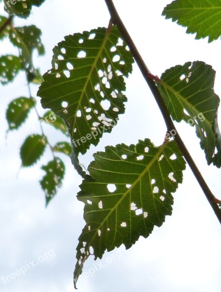 Leaves Plague Disease Holes Trees