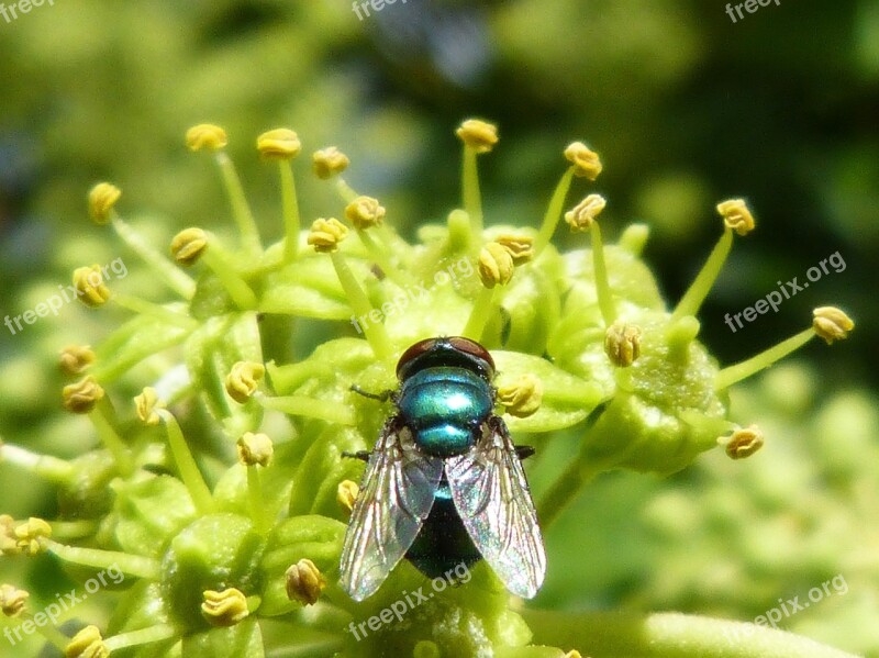 Greenfly Gadfly Insect Fly Nature