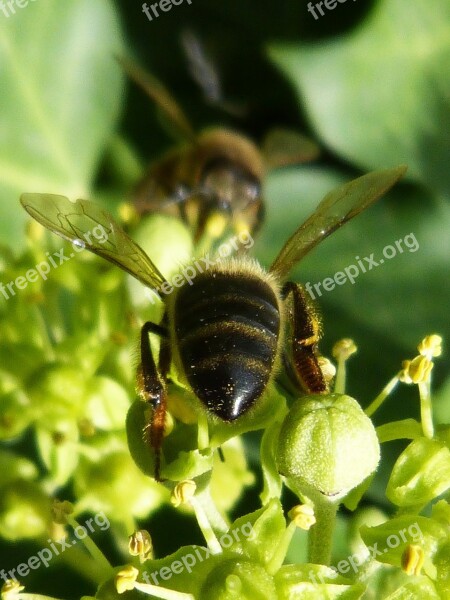 Bees Sucking Insects Green Nectar