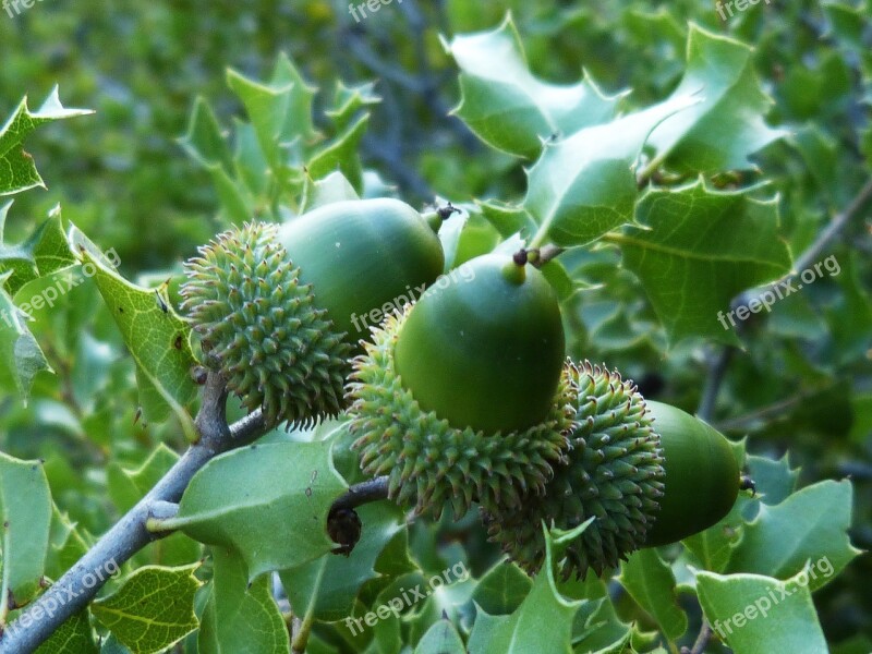 Acorns Encina Green Tree Fruit