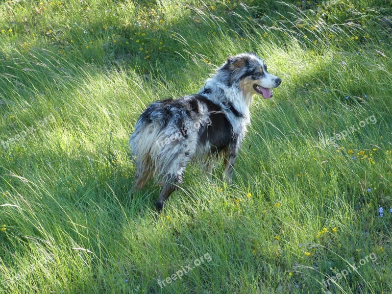 Dog Berger Australian Meadow Grass