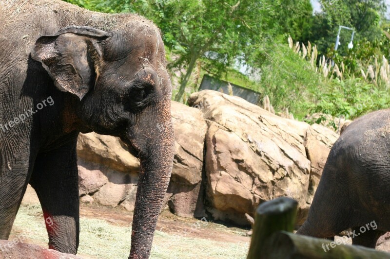 Elephants Animals Wild Life Zoo Animals African Animals