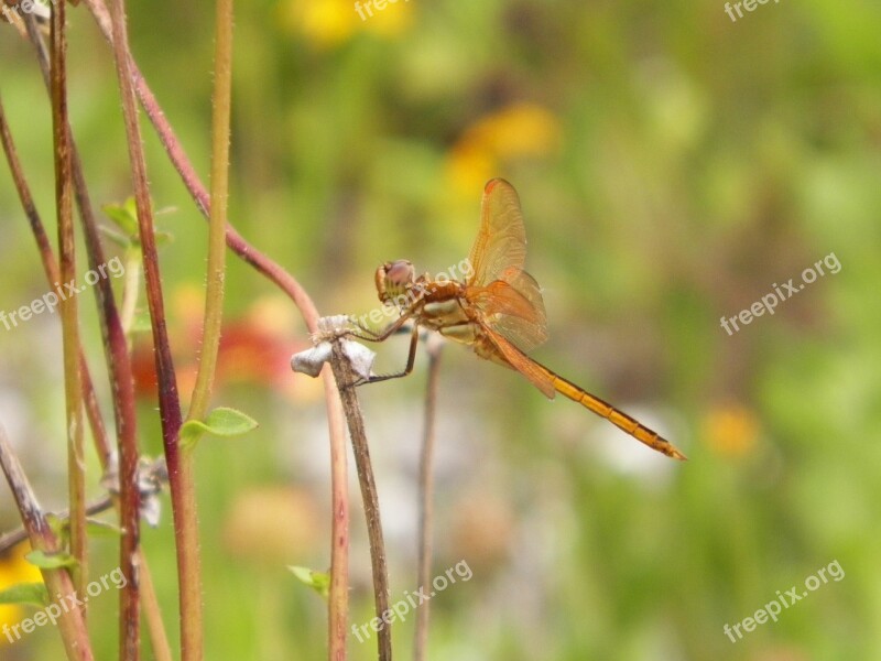 Insect Dragonfly Nature Animal Wing