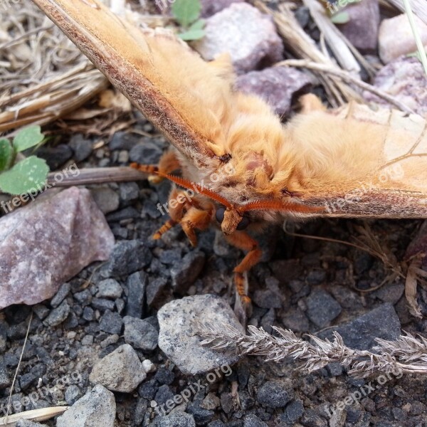 Moth Fury Animal Insect Wings