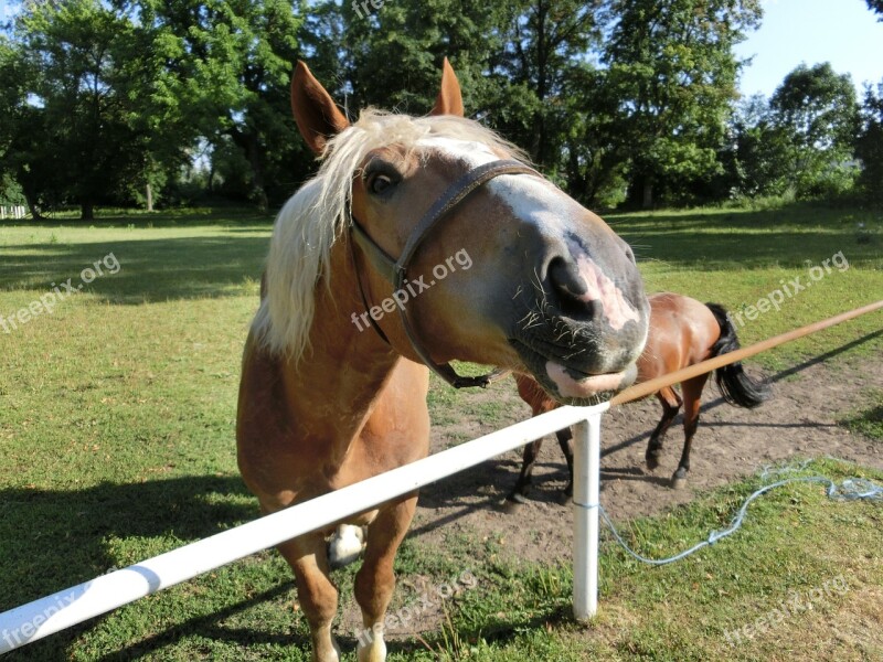 Horse Animal Nature For Two Free Photos