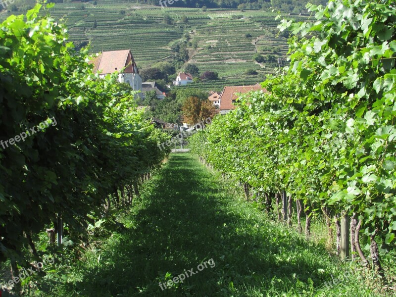 Vineyard Wachau Austria Danube Wine