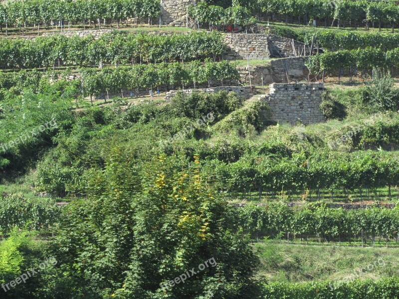 Vineyard Slope Danube Valley Wachau Austria