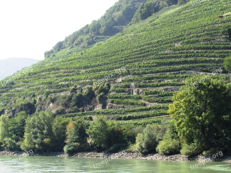 Vineyard Slope Danube Valley Wachau Austria