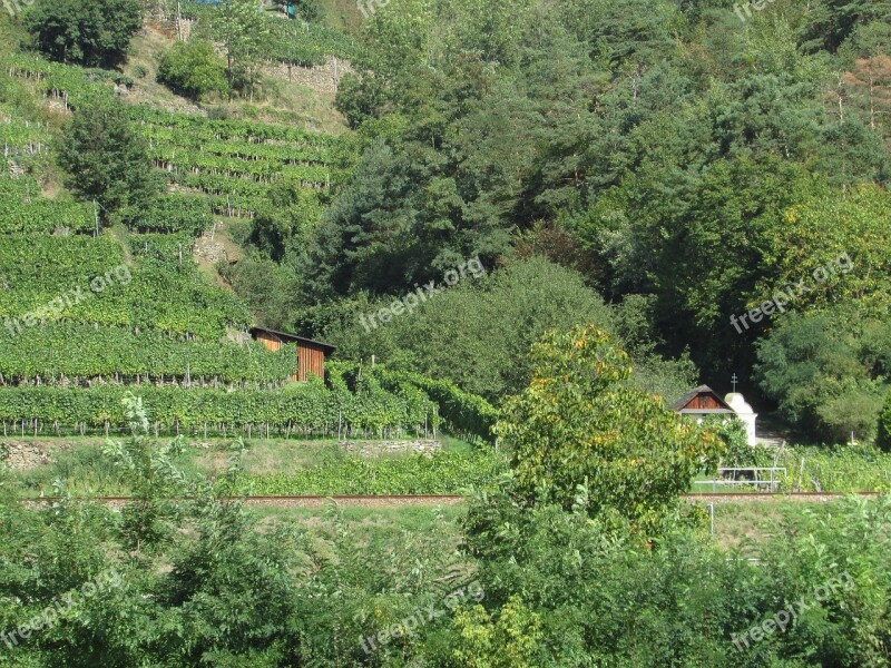 Vineyards Wachau Austria Danube Region Free Photos