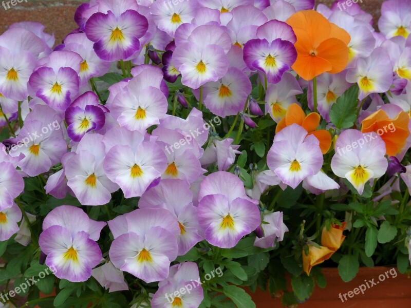 Violets Flowers Lilac Spring Garden