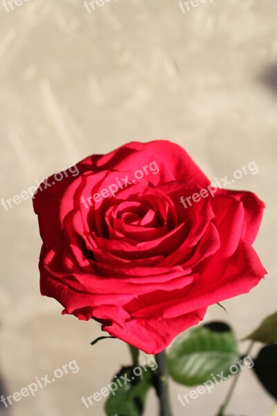 Flower Rose Nature Red Schnittblume