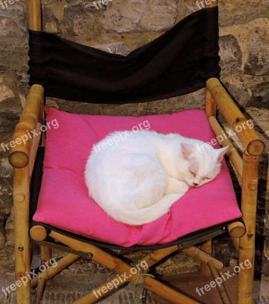 Cat Sleep Chair Wood Wall