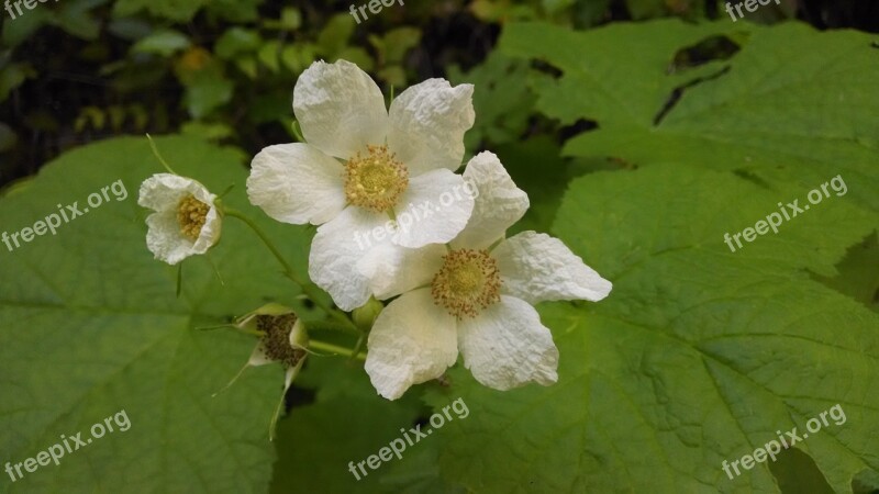 Flower White Green Petals White Flower