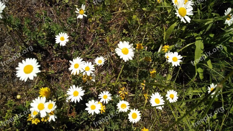 Daisies Flowers Green Spring Daisy