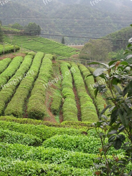 Tea Collection Plantation The Fields Field