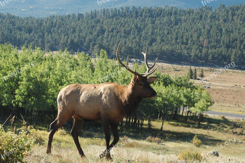 Elk Mountain Scene Animal Nature Buck