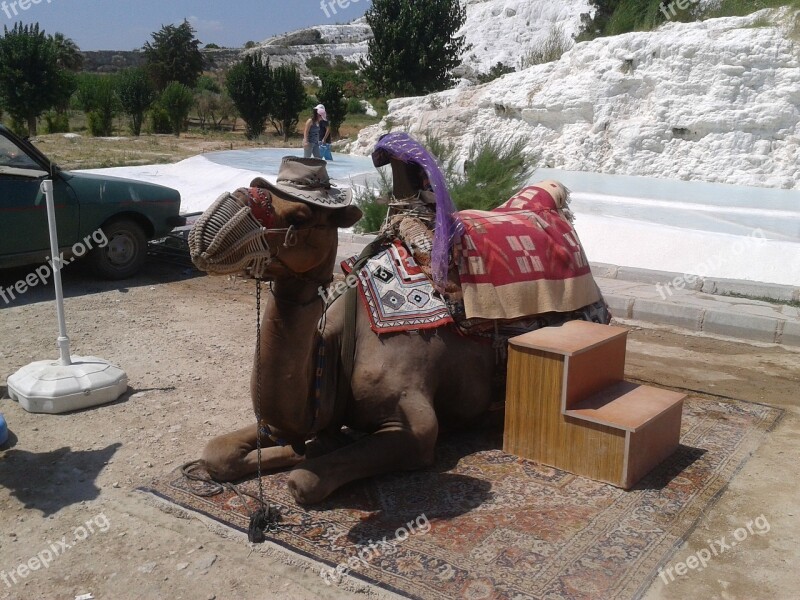 The Camels Live Tourist Attraction Holidays Ride A Camel