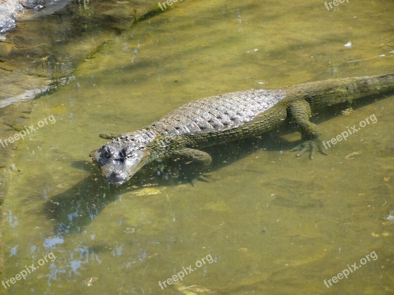 Alligator Animal Safari Zoo Wild Animal