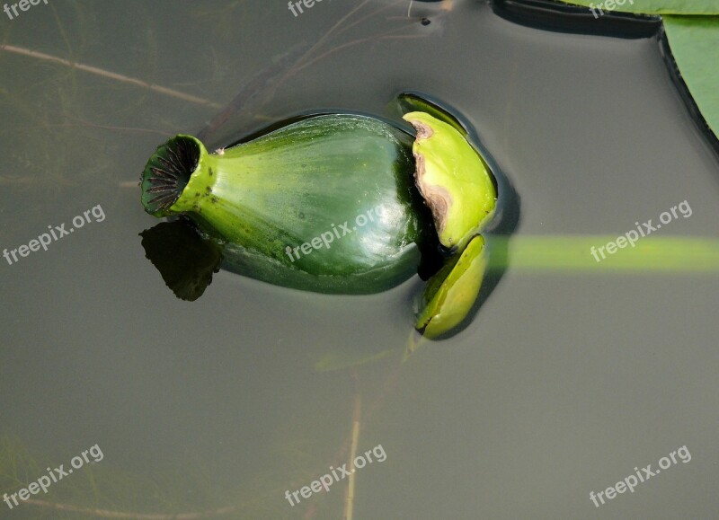 Pond Plant Nuphar Lutea Garden Water Flour In The Water