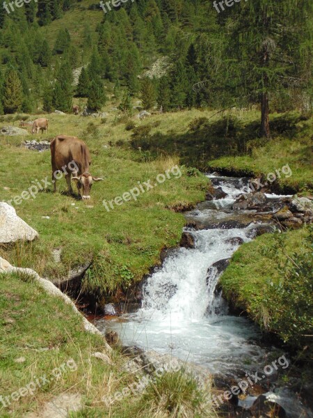 Torrent August Alp Cows Forest